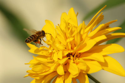 Close-up of honey bee hovering on yellow flower