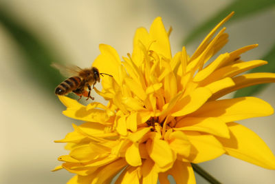 Close-up of bee on yellow flower