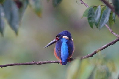 Blue-eared kingfisher