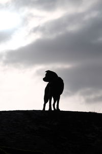 Silhouette dog on field