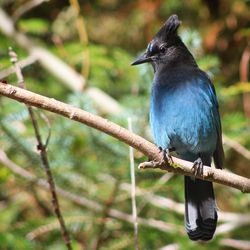 Close-up of bird perching on branch