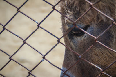 Close-up of monkey on chainlink fence at zoo