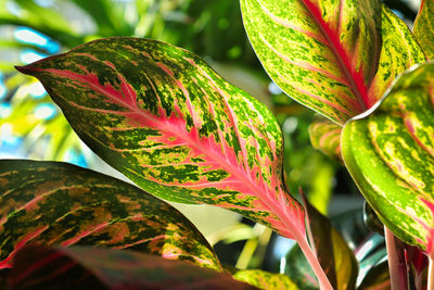 Closeup of the speckled varigation on an chinese evergreen plant.