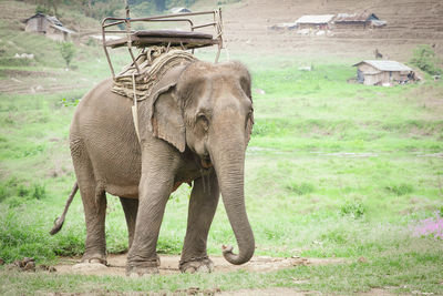 Elephant with howdah on the back ,seat on elephant back for mahout or tourists at elephants camp.