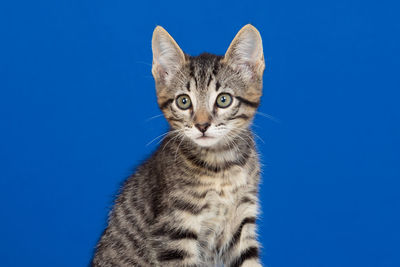 Portrait of cat against blue background