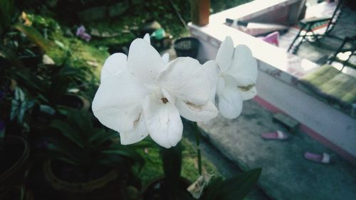 Close-up of white flower blooming outdoors