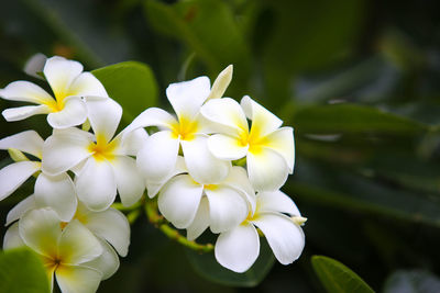 Close-up of white flowering plant