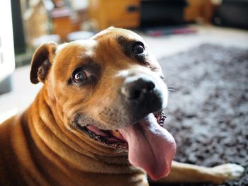 Close-up portrait of dog sticking out tongue