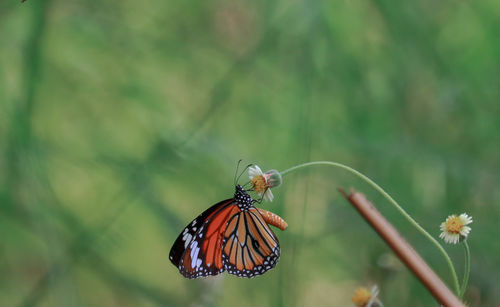 Close-up of butterfly pollinating on flower