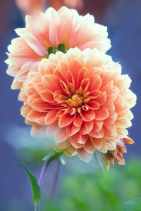 Close-up of pink flower