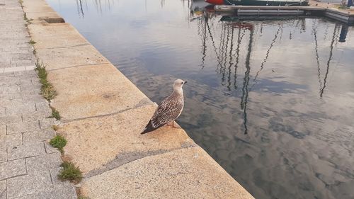 High angle view of bird perching on lake
