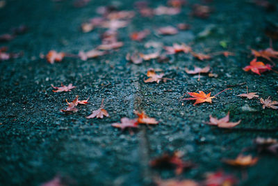 Close-up of fallen maple leaves