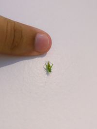 Close-up of insect on hand