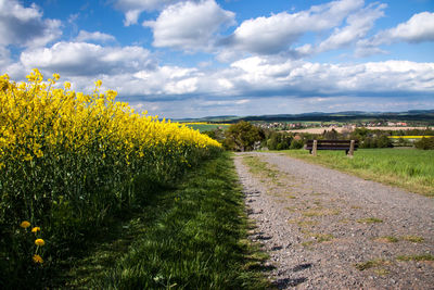 View of yellow flowering plants on field against sky
