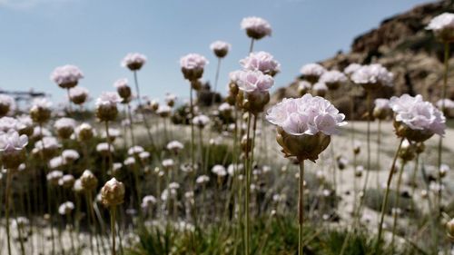 Close-up of flowers blooming on field