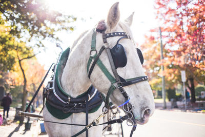 Close-up of horse cart