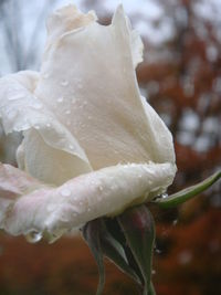 Close-up of wet rose