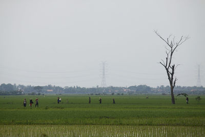 Scenic view of agricultural field against clear sky