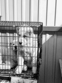 Close-up of metal in cage