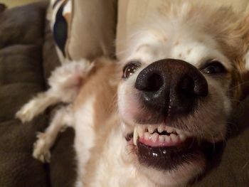 Close-up portrait of a dog