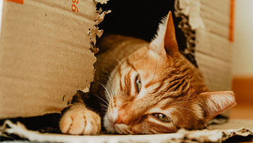 Close-up of a cat resting