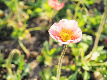 Close-up of pink flower