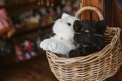 Close-up of a cat in basket