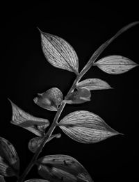 Close-up of flowering plant against black background