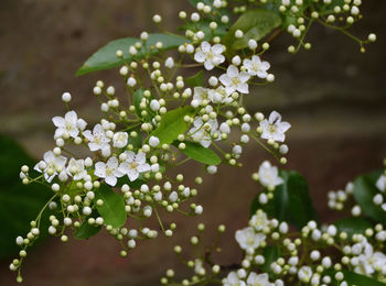 Close-up of white flowers