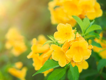 Close-up of yellow flowering plant