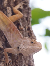 Close-up of lizard on tree trunk