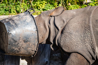 Close-up of rhinoceros