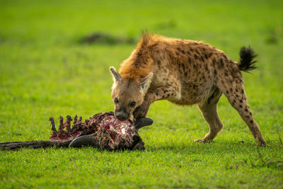 Spotted hyena feeds on carcase in grassland