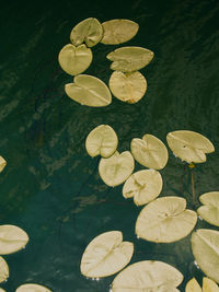 High angle view of water lily in lake