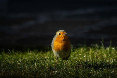 Close-up of bird perching on grass