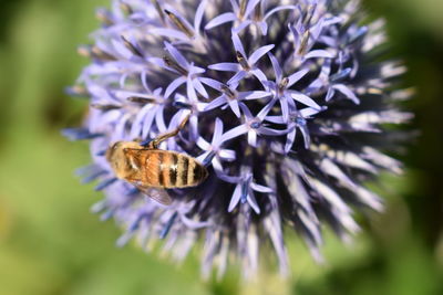 Close-up of honey bee on purple flower