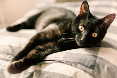 Portrait of cat resting on bed at home