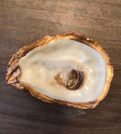 High angle view of shells on table