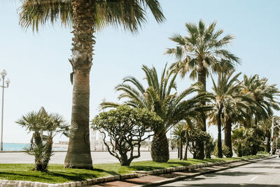 Palm trees against clear sky