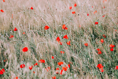 Close-up of red poppy flowers growing in field