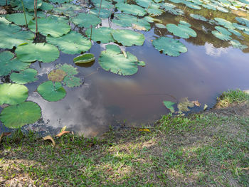 High angle view of water lily leaves floating on lake