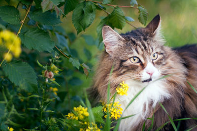 Portrait of a cat