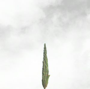 Low angle view of trees against sky