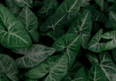 Full frame shot of fresh green leaves