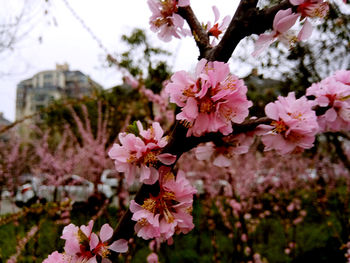 Close-up of pink flowers blooming on tree