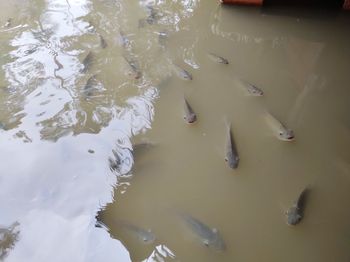 High angle view of fishes swimming in lake
