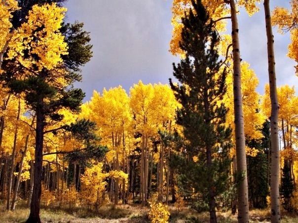 tree, yellow, autumn, growth, change, season, beauty in nature, tranquility, nature, tranquil scene, scenics, sky, branch, tree trunk, forest, outdoors, orange color, low angle view, idyllic, no people