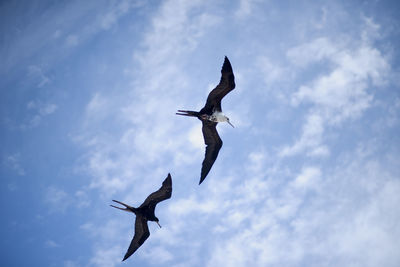 Low angle view of birds flying in sky