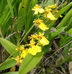 Close-up of yellow butterfly on plant