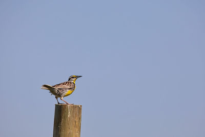 Low angle view of bird perching on wooden post